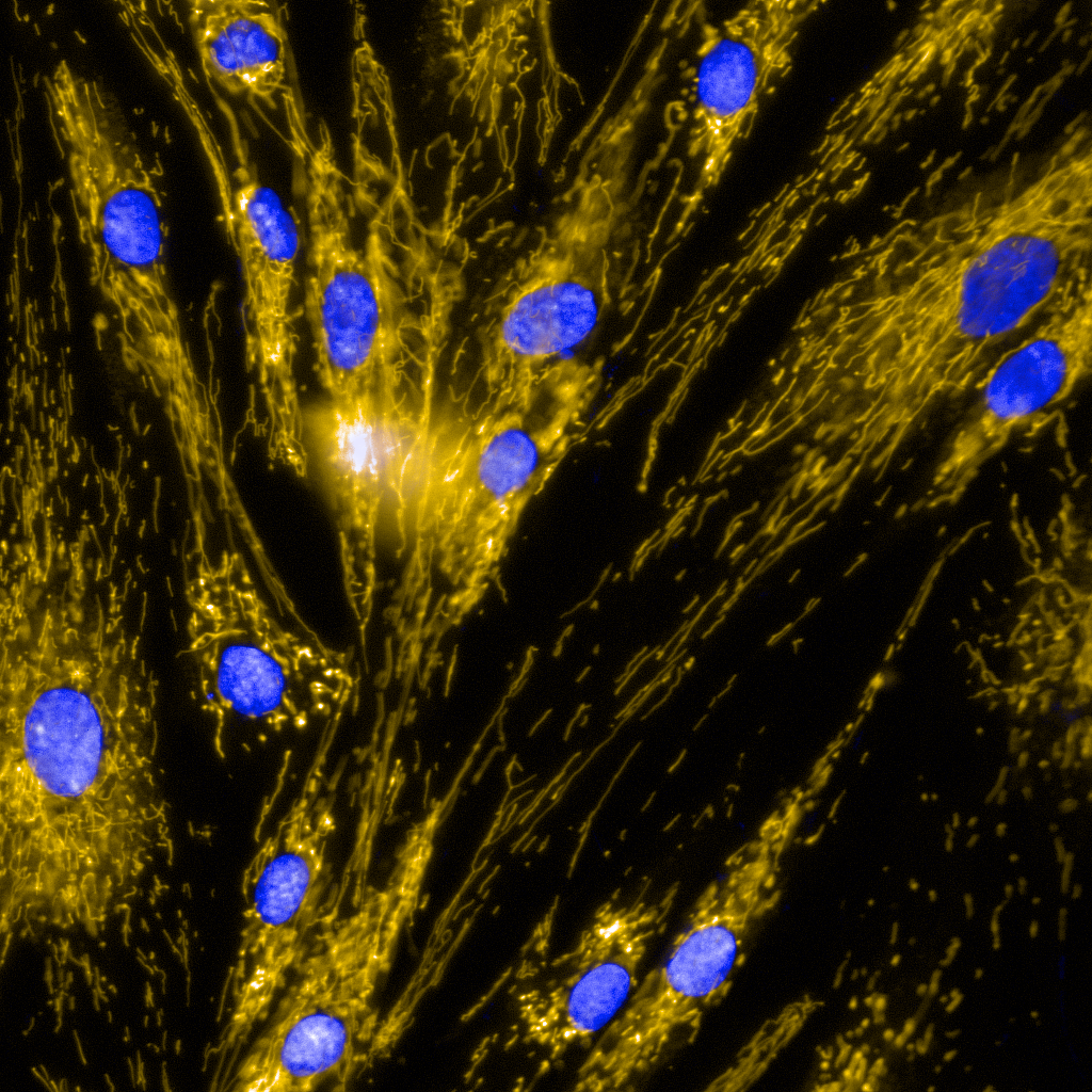 FluorescenceMicroscopy