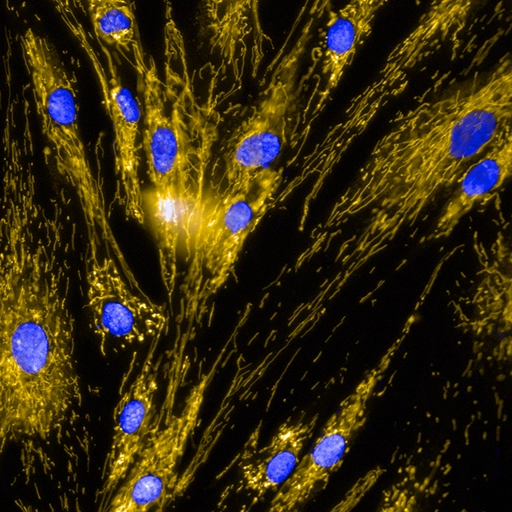 FluorescenceMicroscopy