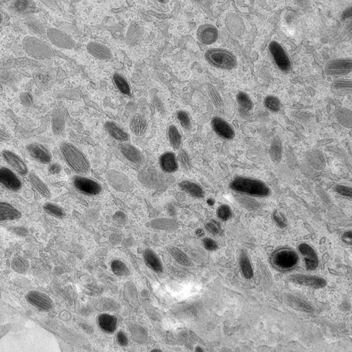 Melanogenesis