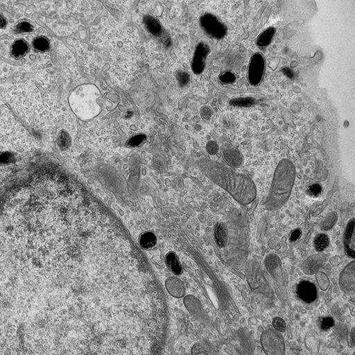 Organelle